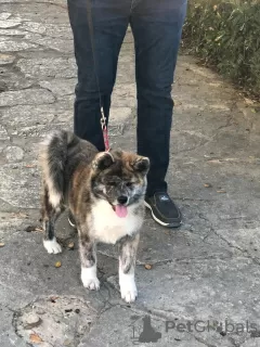 Photos supplémentaires: Je vends des chiots Akita japonais