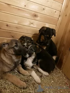 Photos supplémentaires: Les petits chiots se retrouvent sans foyer et recherchent des parents ! SOS!