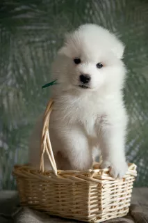 Photos supplémentaires: Chiots d'un chien Samoyède (Samoyède) du Chenil 