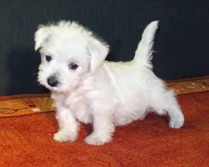 Photo №1. west highland white terrier - à vendre en ville de Minsk | 361€ | Annonce №329