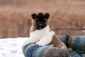 Photos supplémentaires: Chiot Akita américain