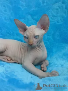 Photo №1. sphynx - à vendre en ville de Vienna | 300€ | Annonce № 88477