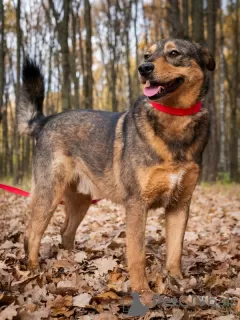 Photos supplémentaires: L'adorable chien Axel cherche un foyer !