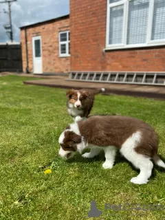 Photos supplémentaires: Chiots Border Collie