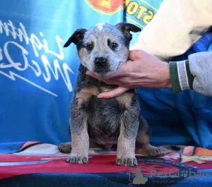 Photos supplémentaires: Chiots bouvier australien