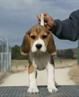 Photo №1. beagle - à vendre en ville de Lisbon | négocié | Annonce №126886