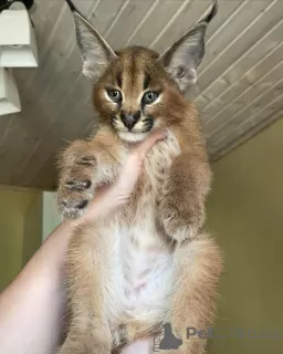 Photos supplémentaires: chatons Caracal Serval et Savannah F1