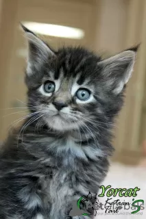 Photo №4. Je vais vendre maine coon en ville de Saint-Pétersbourg. annonce privée, de la fourrière, éleveur - prix - 639€