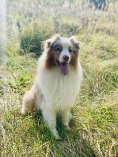 Photos supplémentaires: OFFERT POUR TRICOTER UN MÂLE DE CHIEN BERGER AUSTRALIEN!