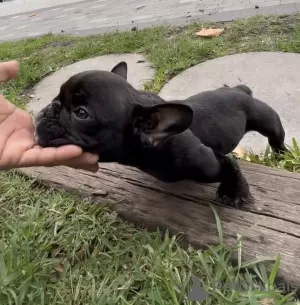 Photo №4. Je vais vendre american bully, patterdale terrier en ville de Bremen. annonce privée - prix - 800€