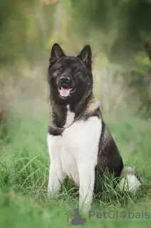 Photos supplémentaires: Chiots Akita américains à vendre