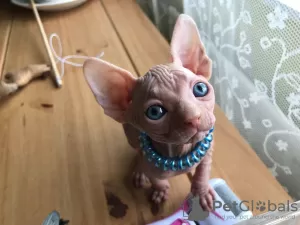 Photo №4. Je vais vendre sphynx en ville de Аугсбург.  - prix - Gratuit