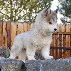 Photo №3. Chiots Husky Sibériens Doux. Australie