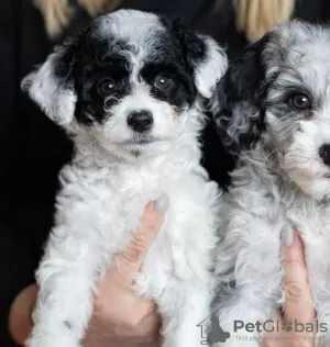 Photos supplémentaires: Nos chiots sont maintenant disponibles pour de nouveaux foyers