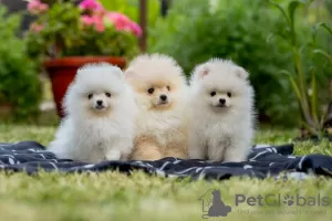 Photos supplémentaires: Chiots Poméranie de haute qualité