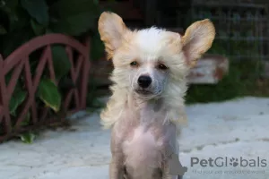 Photo №3. Chien chinois à crête mâle sans poils.. Fédération de Russie