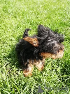 Photos supplémentaires: Les chiots Yorkie au visage de bébé sont complètement prêts à partir.