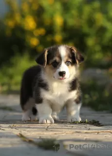 Photos supplémentaires: Chiots Welsh Corgi Pembroke