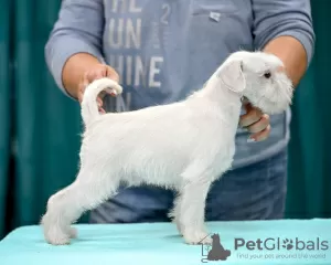 Photo №3. Chiot Schnauzer nain. Biélorussie