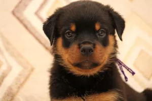 Photos supplémentaires: Chiots Rottweil de haute race