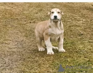 Photos supplémentaires: Chiots de SAO Alabai