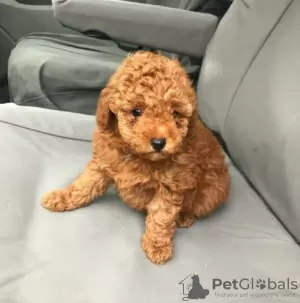 Photo №2 de l'annonce № 126198 de la vente labradoodle - acheter à Allemagne annonce privée