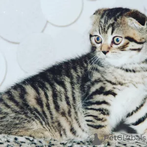 Photo №1. scottish fold - à vendre en ville de Saint-Pétersbourg | 203€ | Annonce № 7659