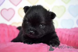 Photos supplémentaires: Chiots Spitz de Poméranie