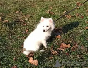 Photos supplémentaires: Chiots Spitz japonais