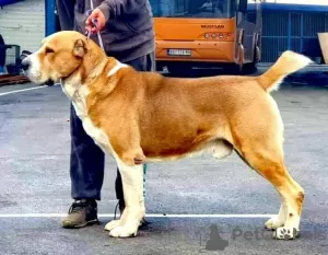 Photos supplémentaires: Chiots de berger d'Asie centrale