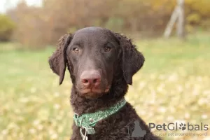 Photo №4. Je vais vendre retriever à poil bouclé en ville de Saint-Pétersbourg. annonce privée - prix - négocié