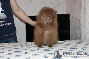 Photo №4. Je vais vendre spitz nain en ville de Petrozavodsk. annonce privée - prix - 440€