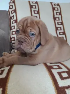 Photo №1. dogue de bordeaux - à vendre en ville de Labinsk | 900€ | Annonce №4898