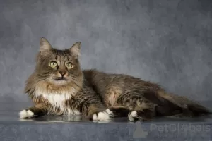 Photos supplémentaires: Le charmant chat Moineau est à la recherche d'un foyer.