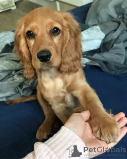 Photo №1. cocker spaniel anglais - à vendre en ville de Berne | 450€ | Annonce №80034