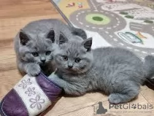 Photo №1. british shorthair - à vendre en ville de Aalst | Gratuit | Annonce № 127852