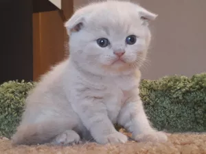 Photo №1. scottish fold - à vendre en ville de Saint-Pétersbourg | 180€ | Annonce № 6126