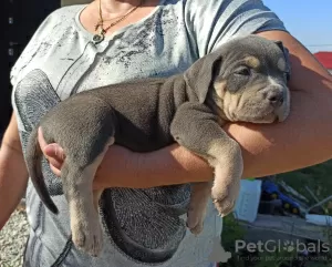 Photo №4. Je vais vendre american bully en ville de Novorossiisk. annonce privée - prix - négocié