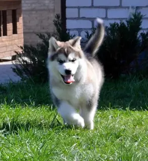 Photos supplémentaires: Chiots d'Alaska Malamute