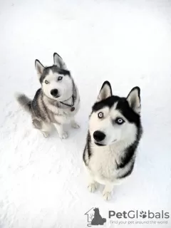 Photos supplémentaires: Chiots husky aux yeux bleus pure race à vendre!