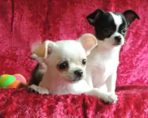 Photo №1. chihuahua - à vendre en ville de Ekaterinbourg | Négocié | Annonce №1264