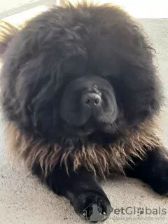 Photos supplémentaires: Chiots Chow-Chow