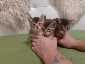 Photos supplémentaires: Chausie chatons f2