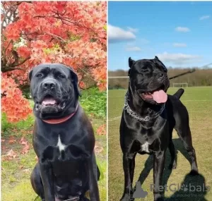 Photos supplémentaires: Chiots cane corso