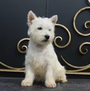 Photo №1. west highland white terrier - à vendre en ville de Москва | 678€ | Annonce №51362