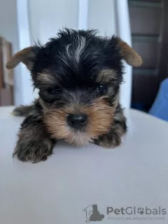 Photo №3. Aimer le chiot Yorkshire Terrier prêt à la vente.. Allemagne