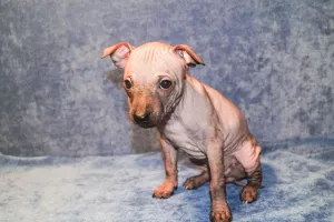 Photo №2 de l'annonce № 6898 de la vente american hairless terrier - acheter à Fédération de Russie annonce privée, éleveur