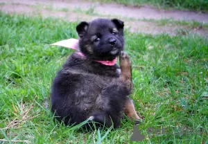 Photo №3. Chiots femelles affectueux 1,5 mois en cadeau. Biélorussie