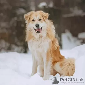 Photo №1. chien bâtard - à vendre en ville de Москва | Gratuit | Annonce №121891