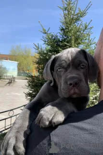 Photo №1. cane corso - à vendre en ville de Novosibirsk | 1848€ | Annonce №103208